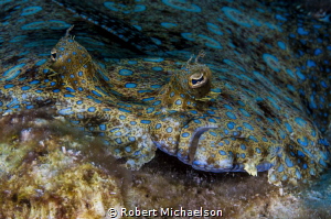 Peacock Flounder by Robert Michaelson 